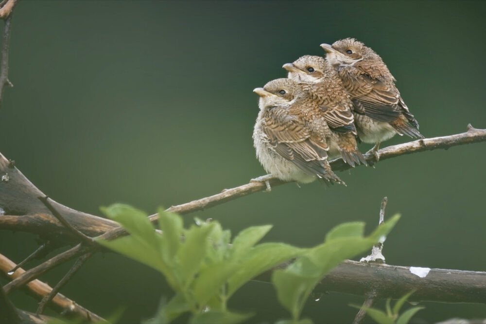 Das Flüstern der Wälder_Still 16_©Vincent Munier