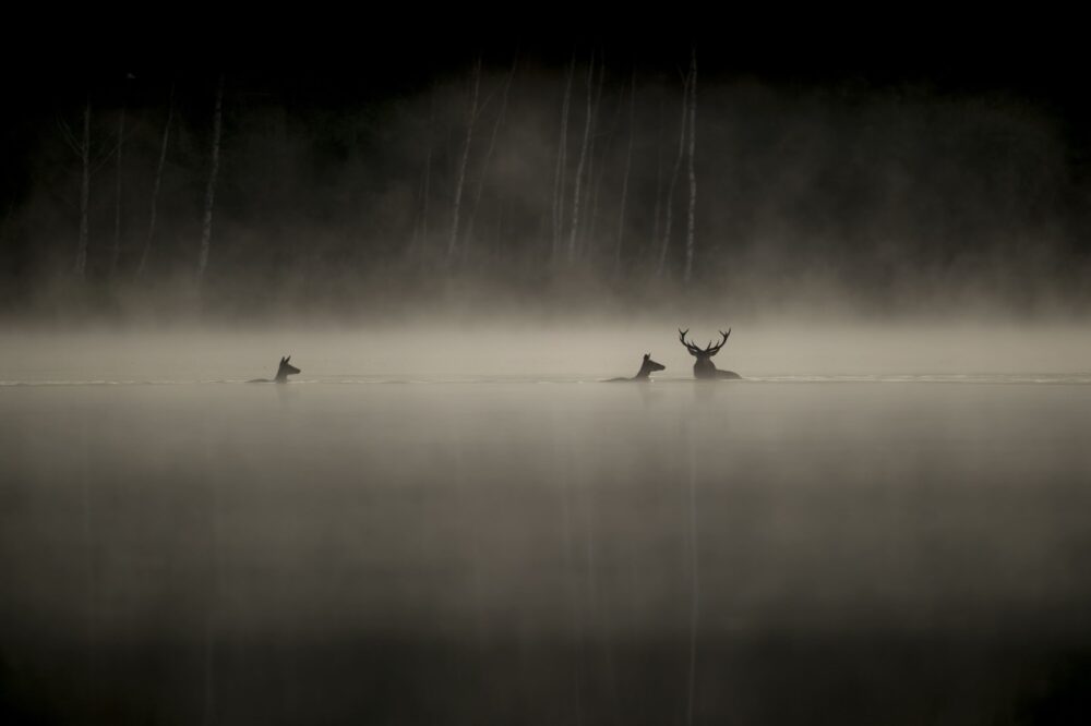 ©Vincent Munier