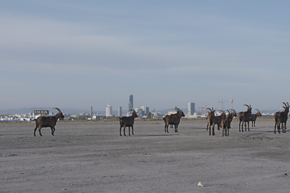 © Othmar Schmiderer