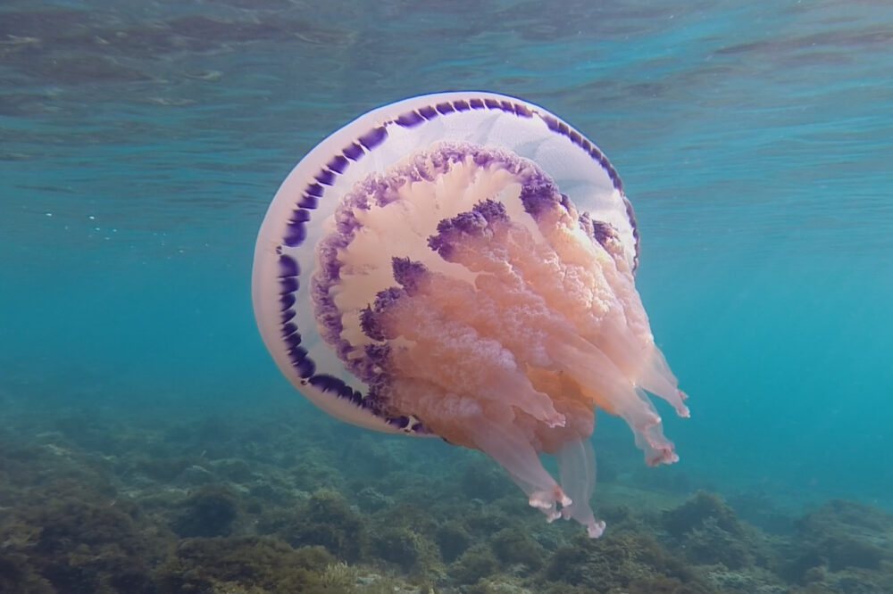 © Othmar Schmiderer