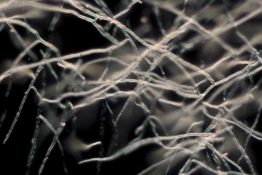 © Othmar Schmiderer