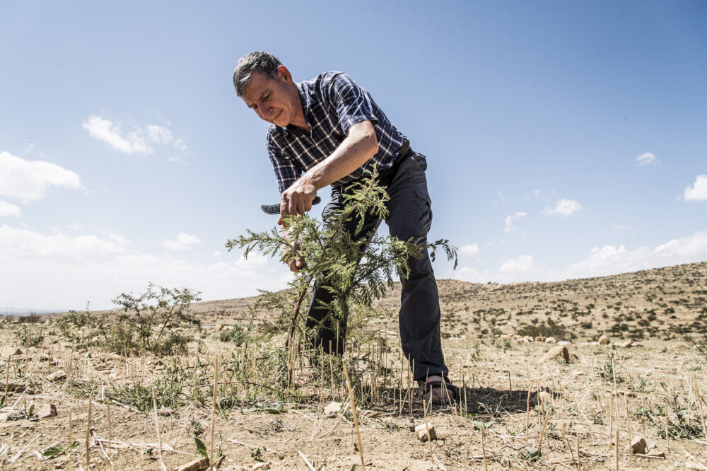 Tony Rinaudo demonstrates pruning.